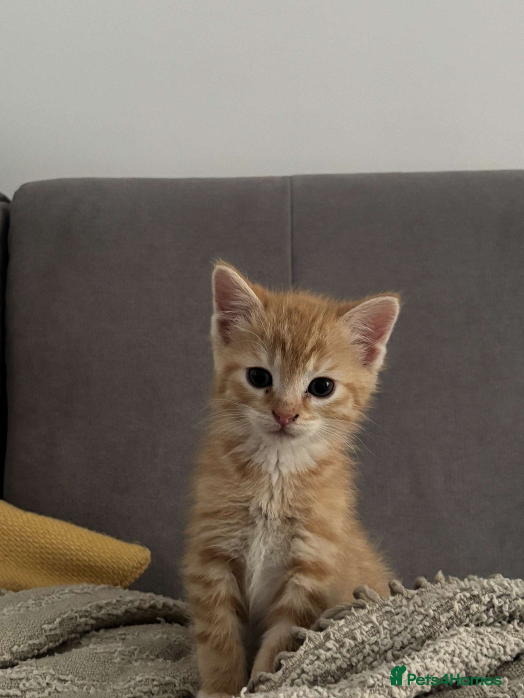 Mixed Breed cats for sale: 2 male ginger 2 female tabby  - Image 1
