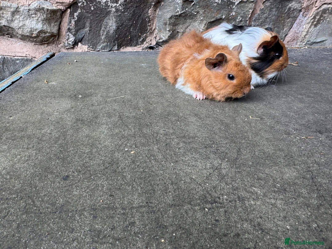 Guinea Pig rodents for sale: Stunning baby male guinea pigs for sale  - Advert 6