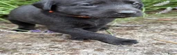 Labrador Retriever dogs for sale: 🖤 KC Reg Black Lab Pups 2 Girls Available 🖤 - Advert 7