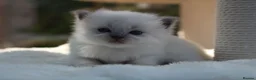 Ragdoll cats for sale: Outstanding Pedigree GCCF Ragdoll Kittens - Advert 9