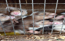 Ferret rodents for sale: 9 Ferrets for sale - Image 10