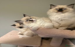 Ragdoll cats for sale: 3 musketeers😍 - Image 2