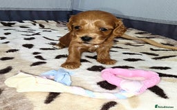 Cockapoo dogs for sale: Cockapoo puppies - Image 6