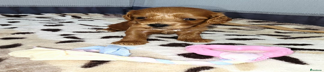 Cockapoo Puppy 1