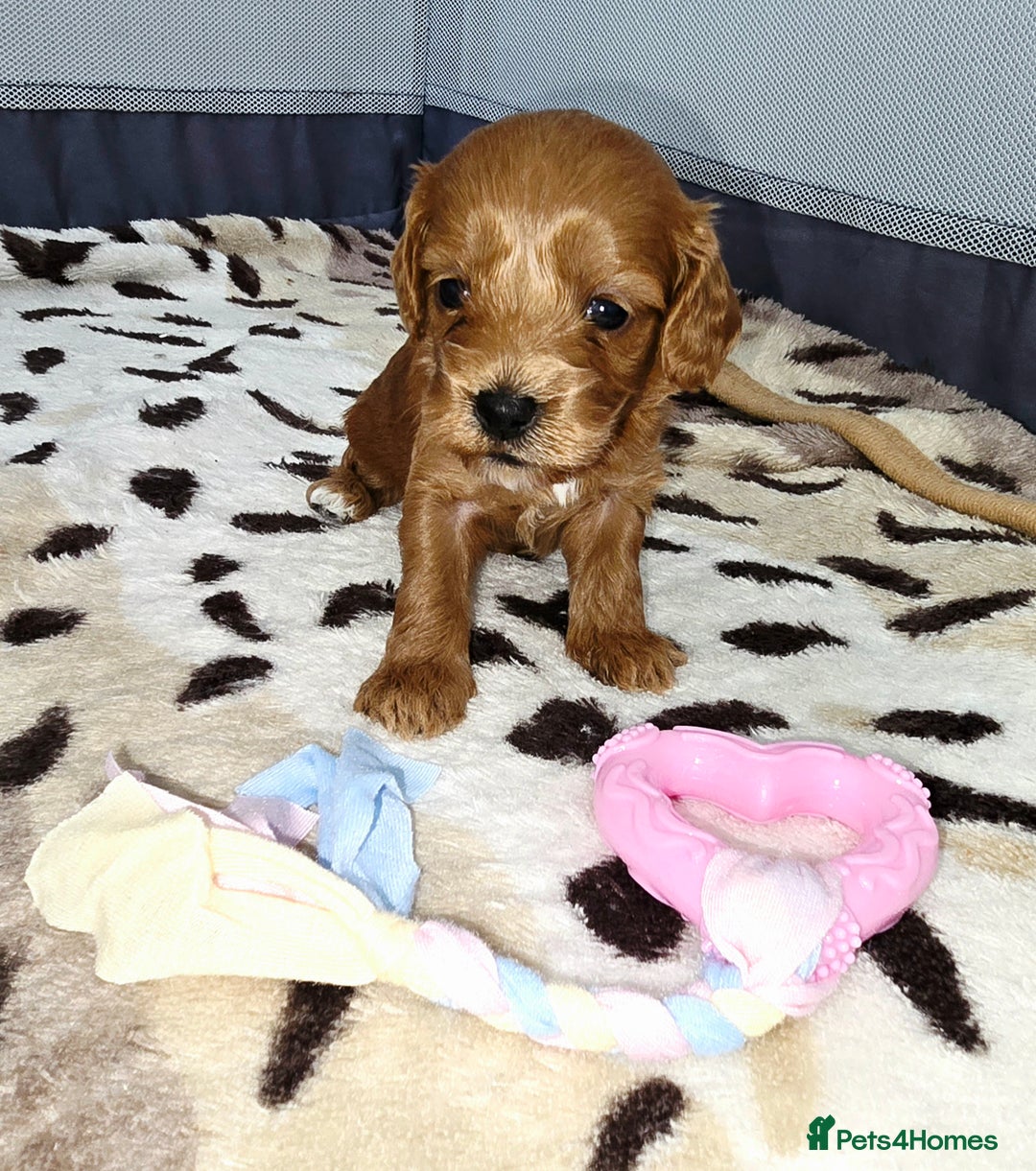 Cockapoo dogs for sale: Cockapoo puppies - Image 6
