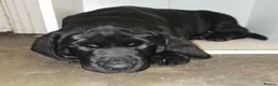Mixed Breed dogs for sale: F2b labmaraner  - Advert 18