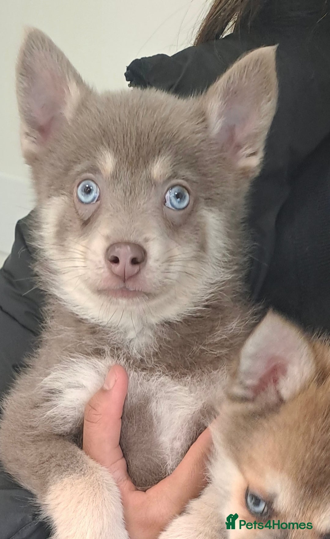 Pomsky dogs 🩵1 Striking rare blue & cream boy, 2 blue eyes F4 - Advert 2