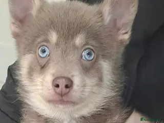 Pomsky dogs 🩵1 Striking rare blue & cream boy, 2 blue eyes F4 - Advert 2