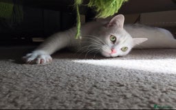 Mixed Breed cats for sale: Indoor cat seeks new lap - Image 1