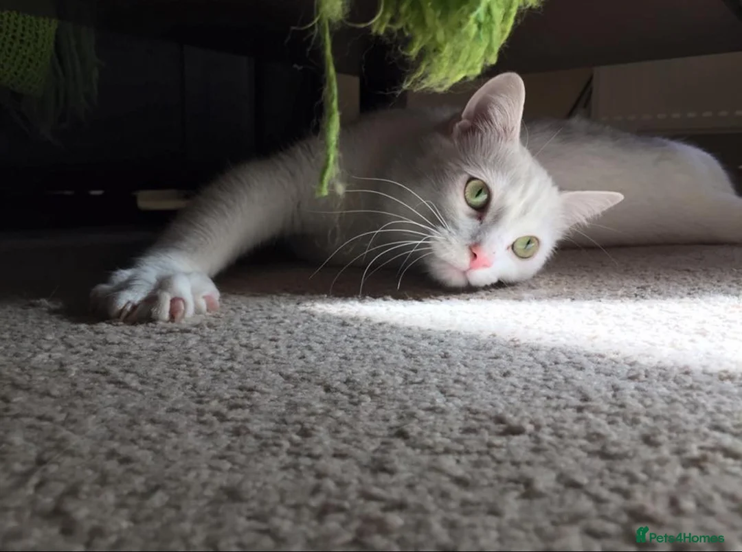 Mixed Breed cats for sale: Indoor cat seeks new lap - Advert 1