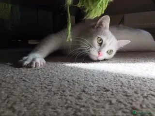 Mixed Breed cats Indoor cat seeks new lap - Advert 4