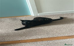 Mixed Breed cats for sale: Sweet 5 yr old tortoiseshell cat - Image 7