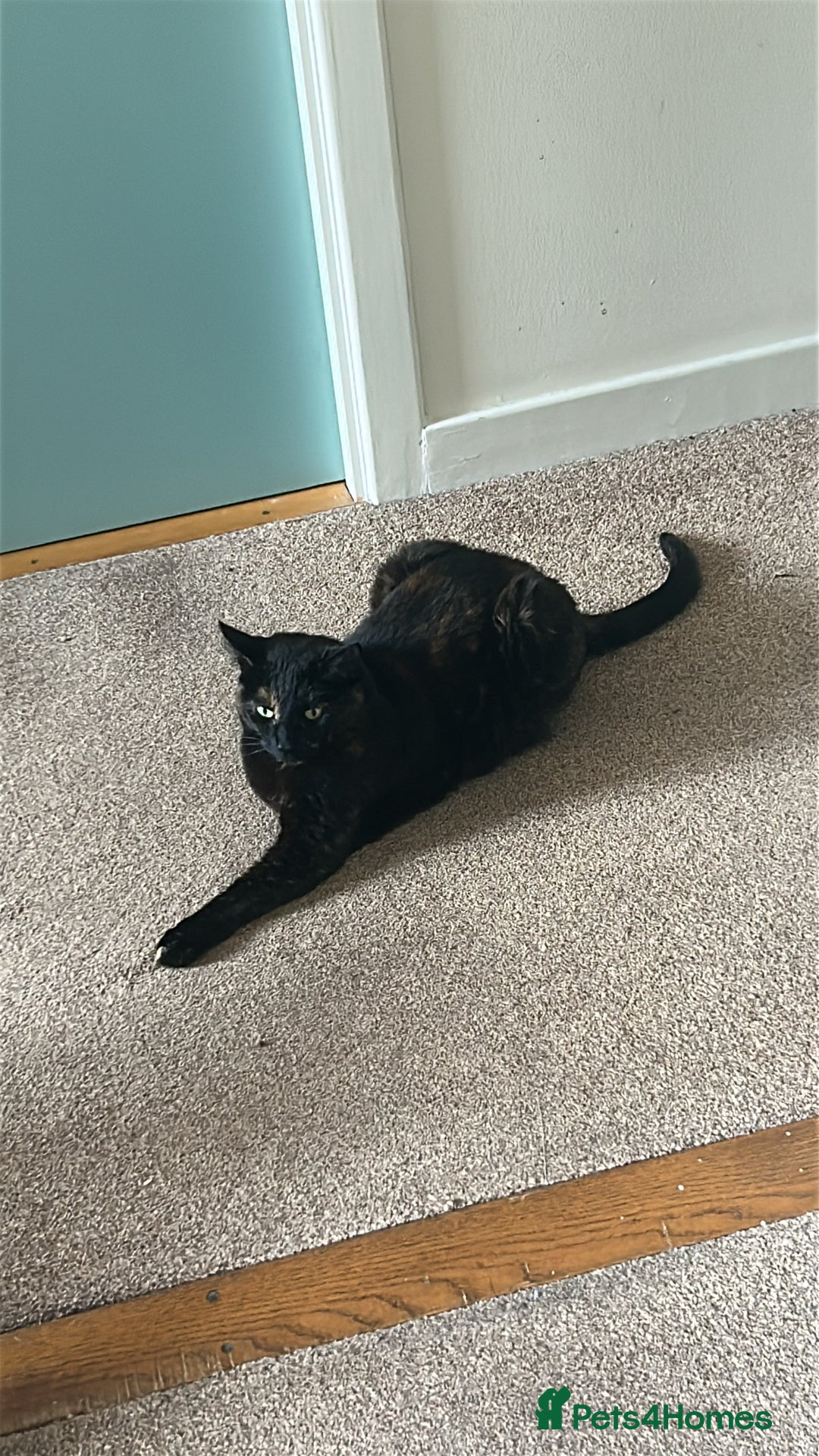 Mixed Breed cats for sale: Sweet 5 yr old tortoiseshell cat - Image 7