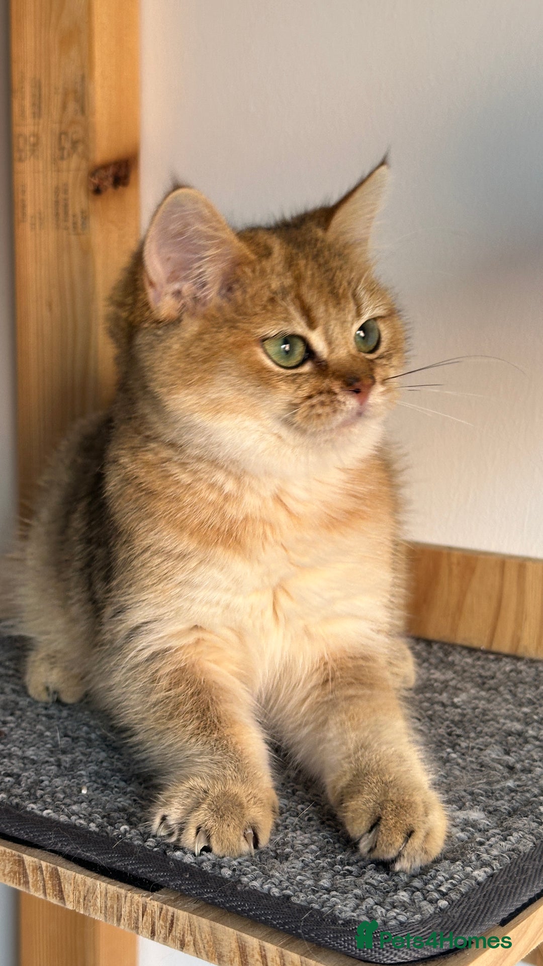 British Shorthair cats for sale: BSH Golden kittens exc quality🏆 Champion line  in Derby - Image 4