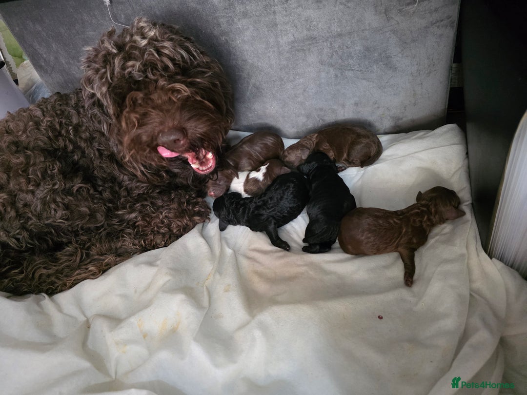 Cockapoo dogs for sale: Adorable cockapoo puppies - Advert 5