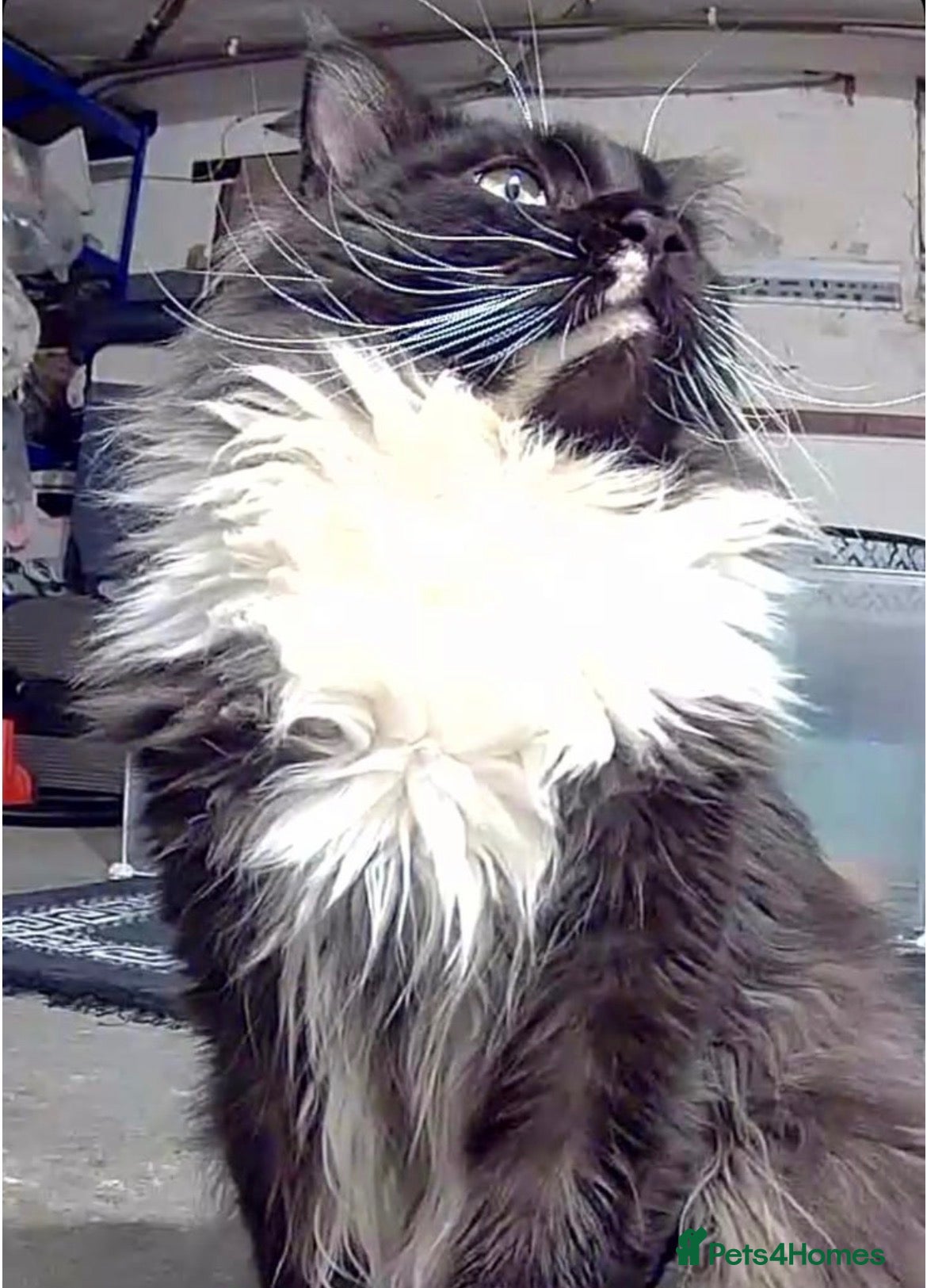 Maine Coon cats Stunning Maine coon babies very large size  - Advert 2