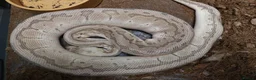 Python Snake reptiles for sale: Royal pythons - Advert 8