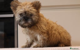 French Bulldog dogs for sale: Fluffy French bulldogs  - Image 1