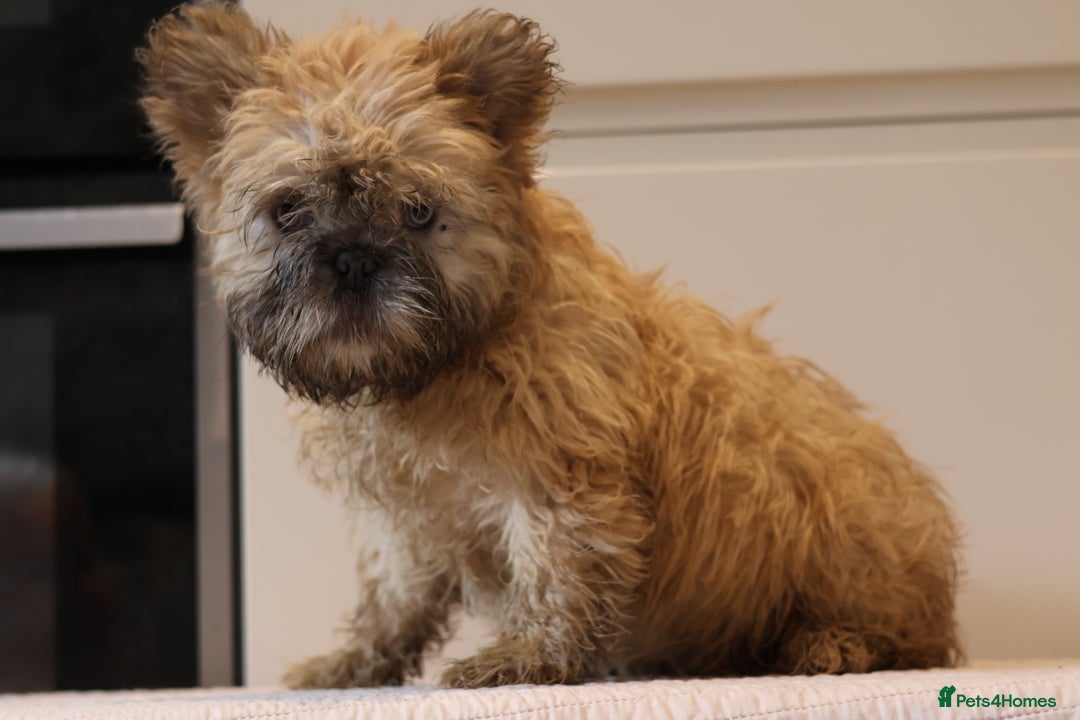 French Bulldog dogs for sale: Fluffy French bulldogs  - Image 1