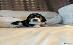 Basset Hound dogs for sale: Basset Hound Puppies - Image 18