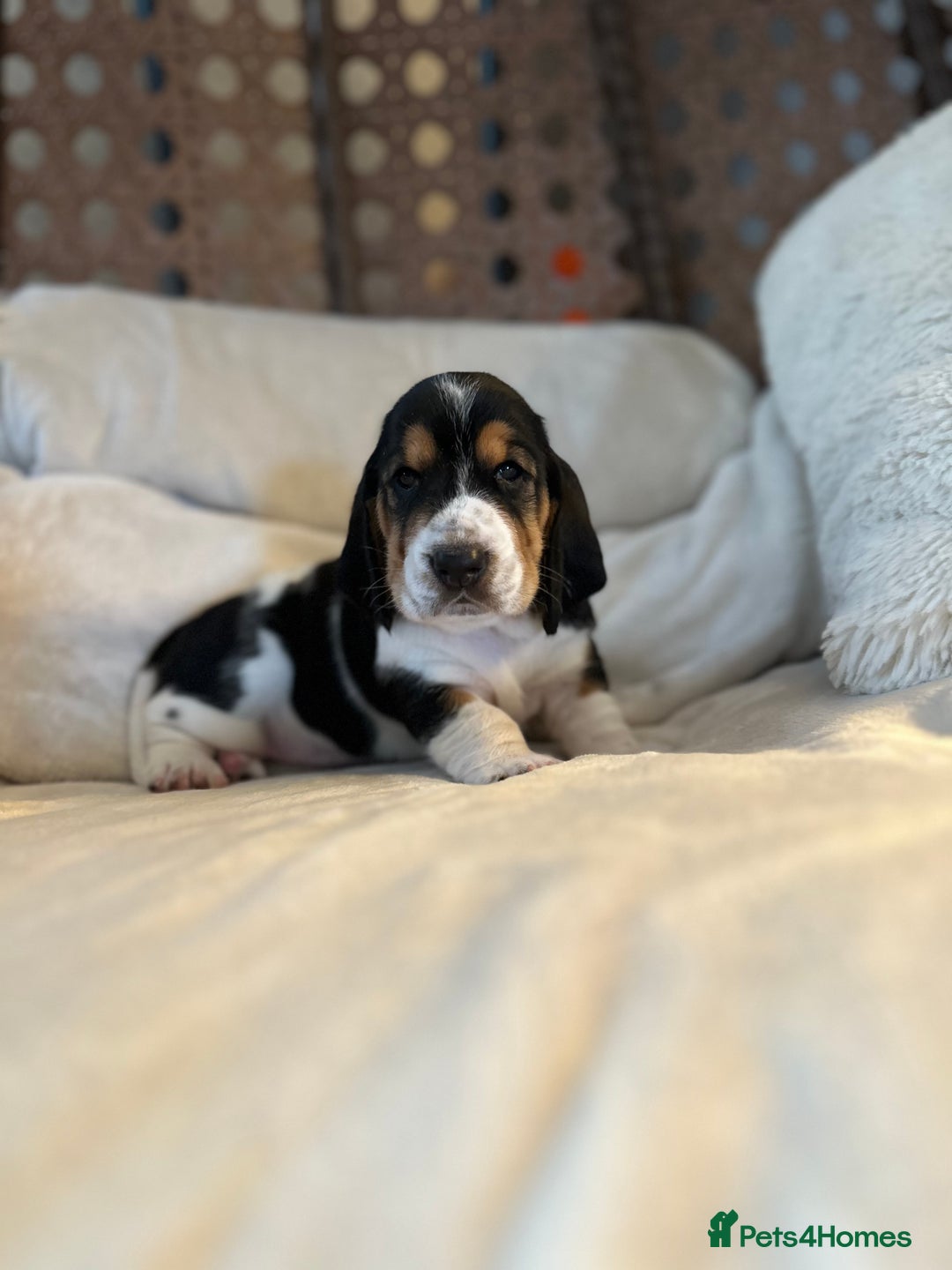 Basset Hound dogs for sale: Basset Hound Puppies - Image 18