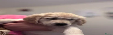 Golden Retriever Puppy 5