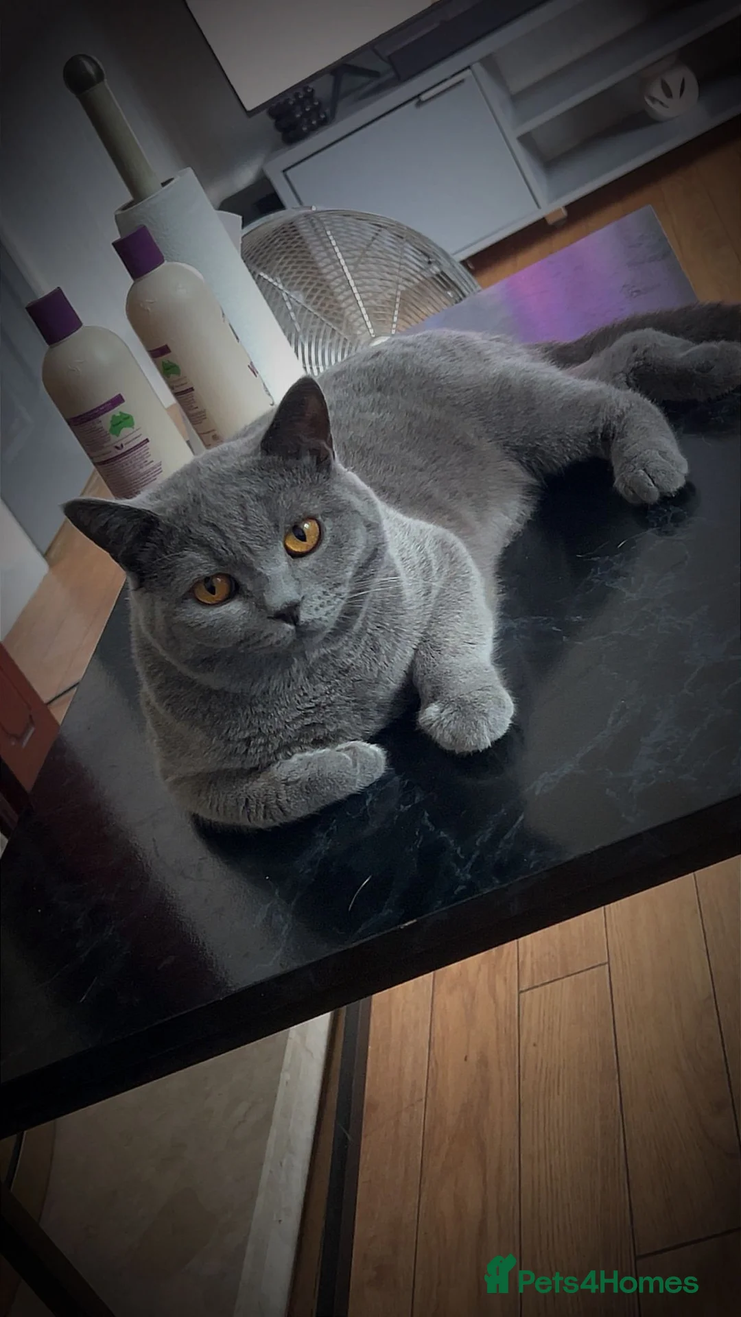 British Shorthair cats for sale: Mario British shorthair ( Rehome no charge)  - Advert 2