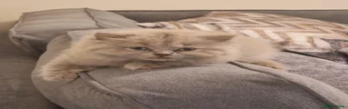 Fluffy