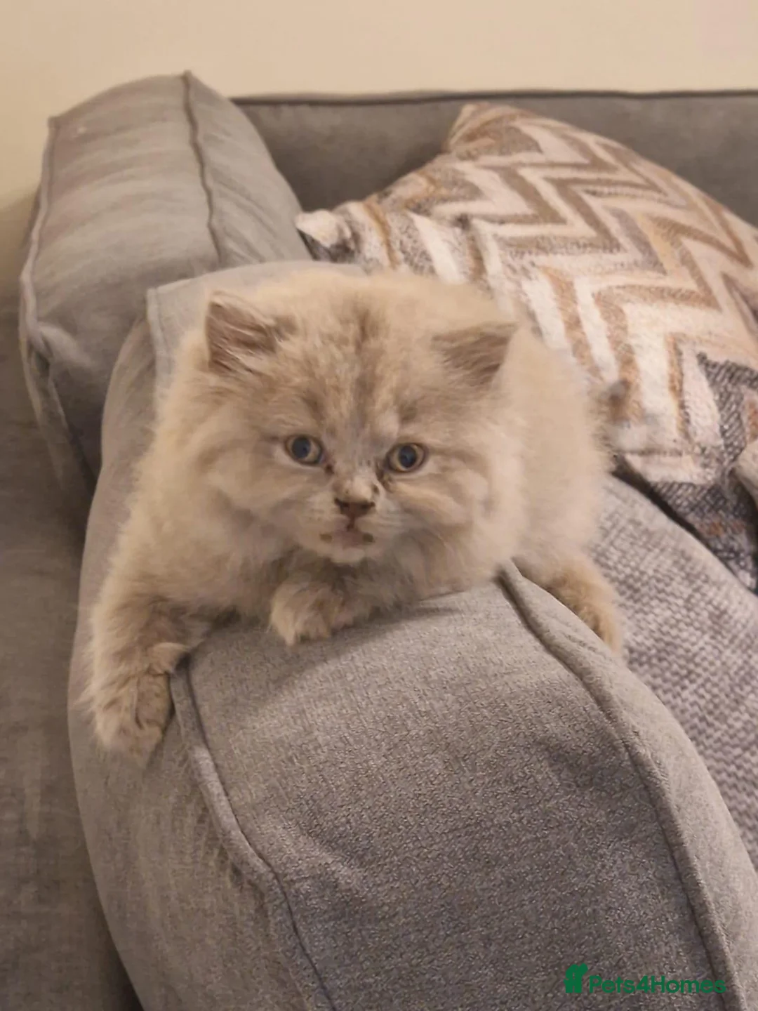 British Longhair cats for sale: Iman EL HAJJ - Advert 2