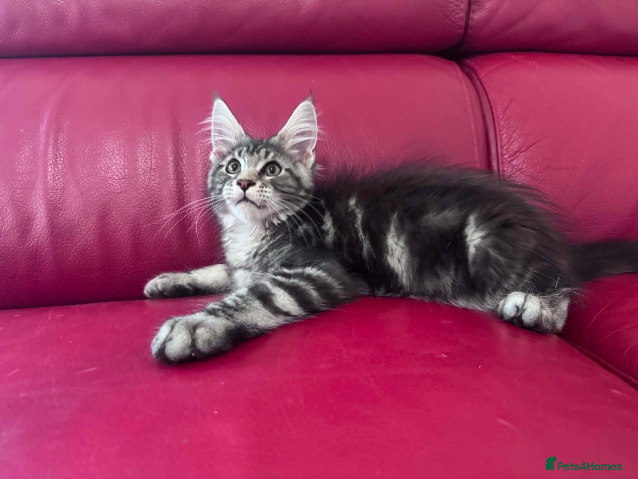 Maine Coon cats DNA tested Maine coon boy active - Advert 1