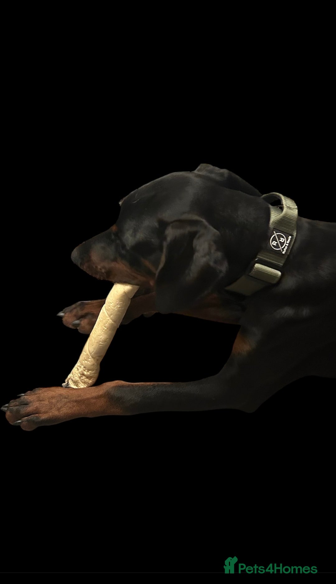 Dobermann dogs for sale: Stunning Male Dobermann 8 months old  - Image 2