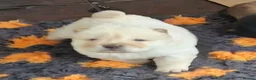 Chow Chow dogs for sale: Kc reg chow chow pups  - Advert 7