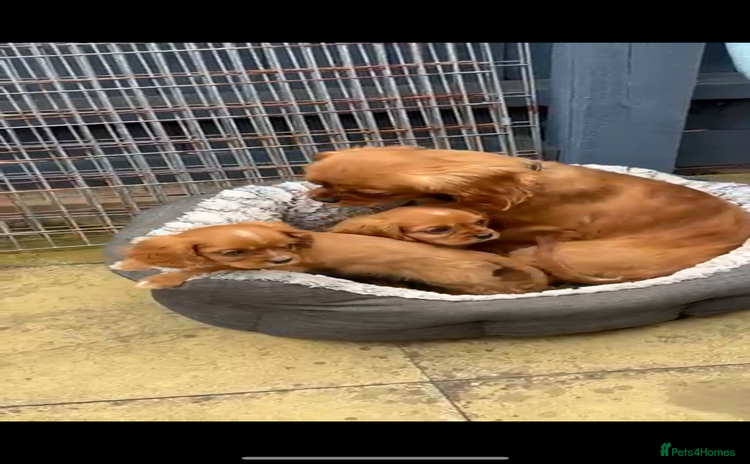 Cavalier King Charles Spaniel dogs - Advert 1