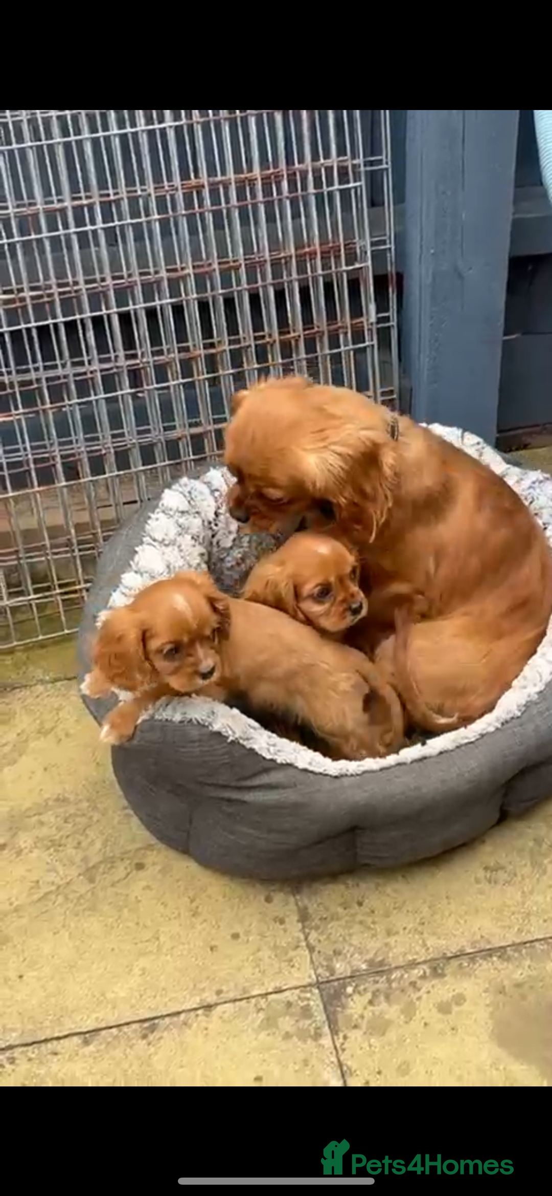 Cavalier King Charles Spaniel dogs for sale: Cavalier King Charles Spaniel puppies ready now - Image 1