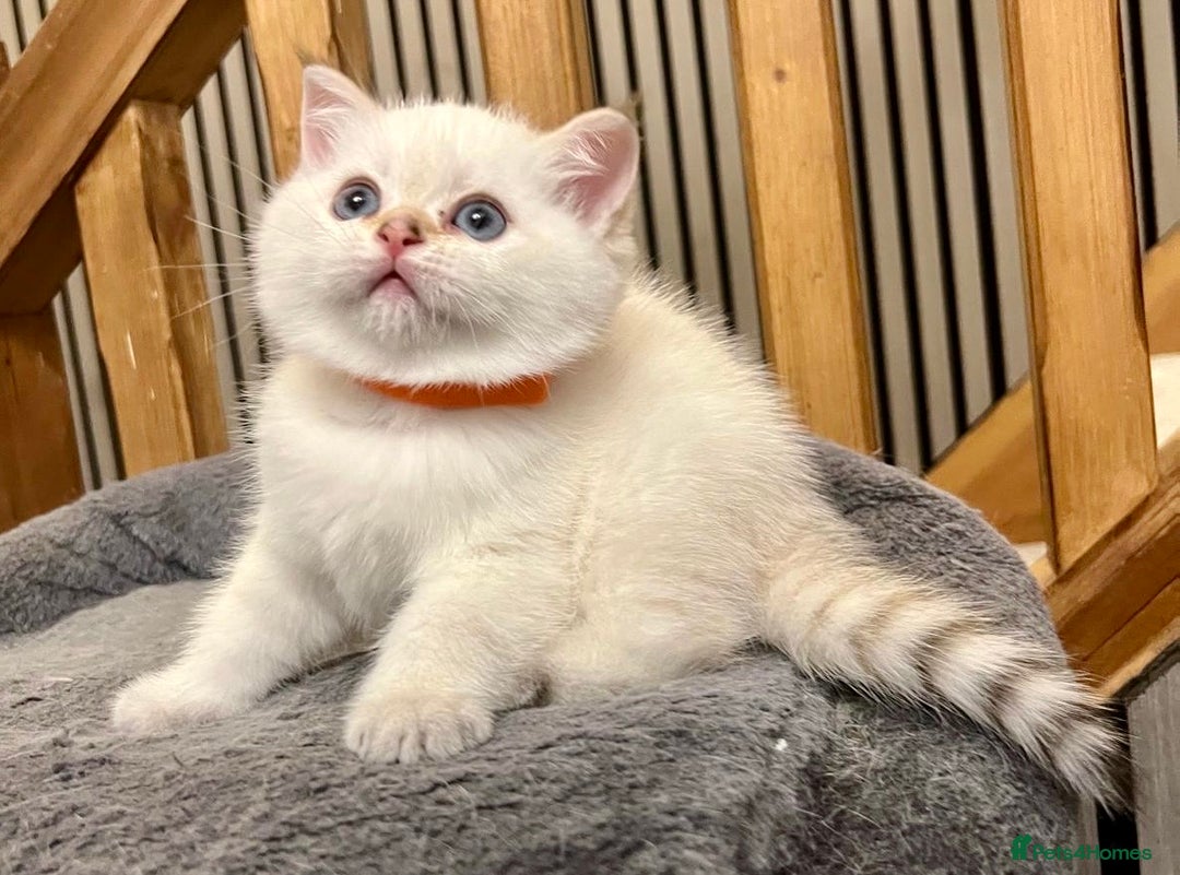 British Shorthair cats for sale: Fully pedigree kittens - Advert 8