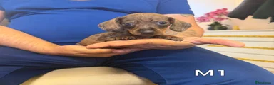 Miniature Dachshund 2