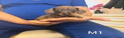 Miniature Dachshund dogs for sale: Miniature Dachshund  - Advert 4