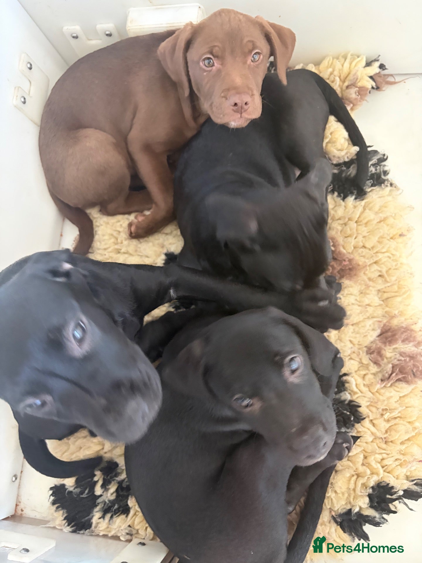 Mixed Breed dogs Labrador cross puppies  - Advert 12