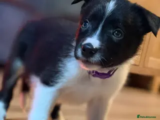 Border Collie dogs Beautiful pedigree Border collie puppy’s - Advert 13