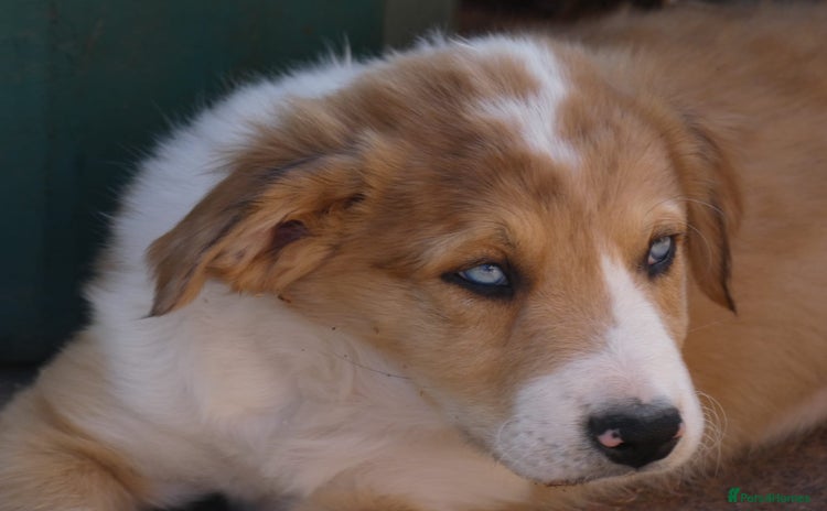 Border Collie dogs - Advert 1