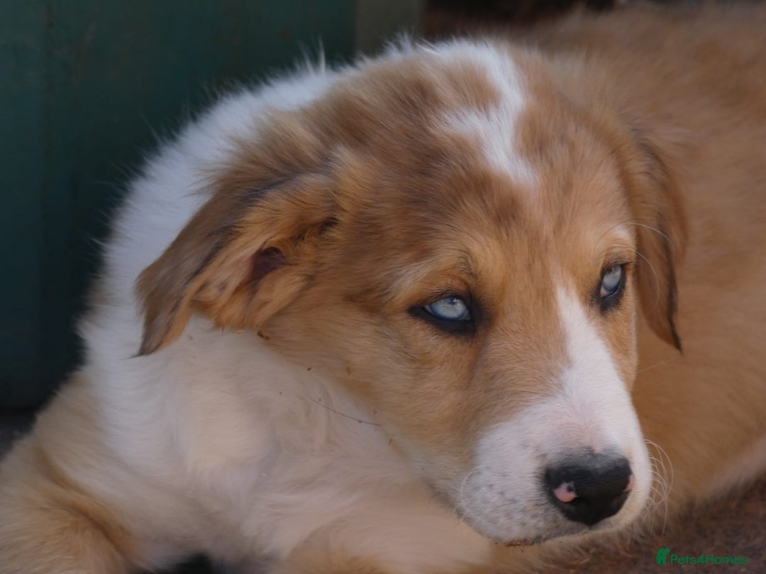 Border Collie dogs for sale: Red, and blue merle, tri, b/w collies farm reared - Image 1