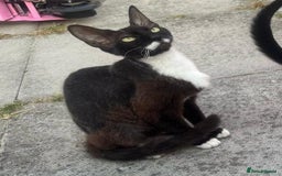 Domestic Shorthair cats for sale: cat and kittens for rehoming - Image 20