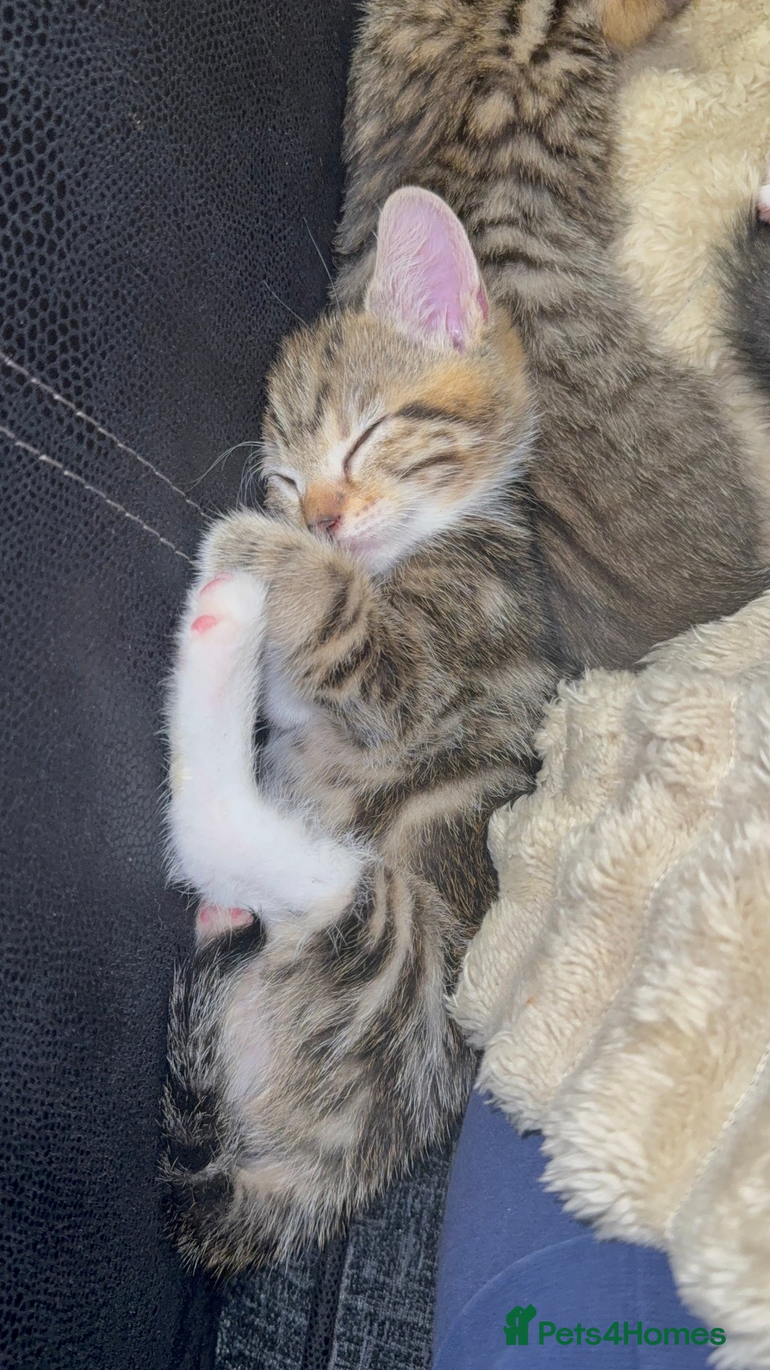 Mixed Breed cats for sale: British Blue Tabby X DSH Kittens For Sale - Image 12
