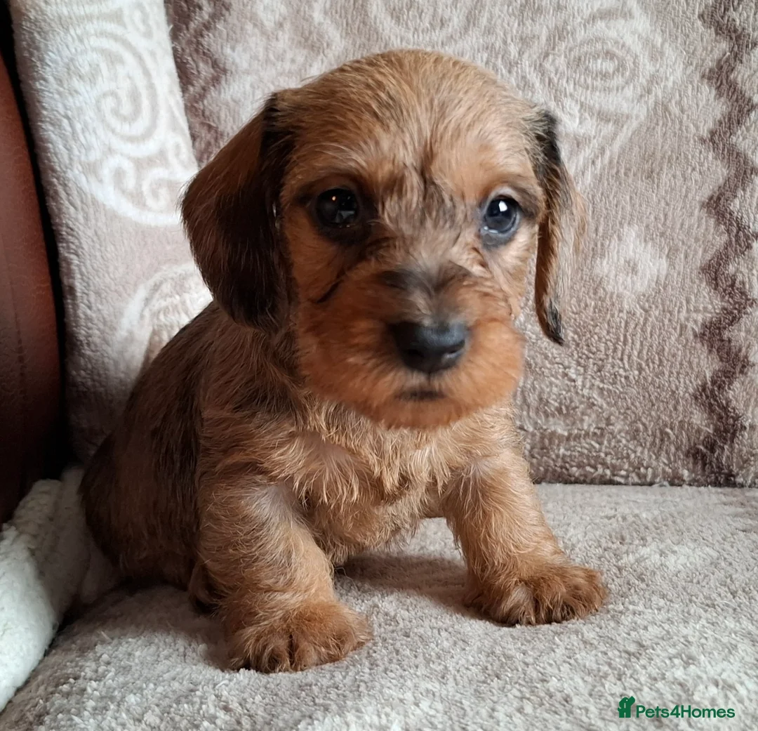 Miniature Dachshund dogs for sale: New Year's Day KC Mini-Wire Dachsunds - Advert 2