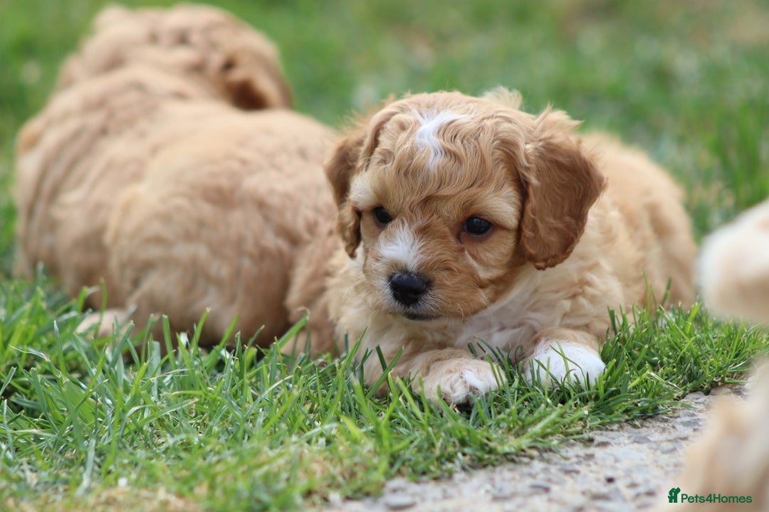 Cavapoochon dogs for sale: Beautiful Cavapoochon puppies for sale - Image 8
