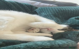 Domestic Shorthair cats for sale: Two beautiful cats looking for a new loving home. - Advert 6