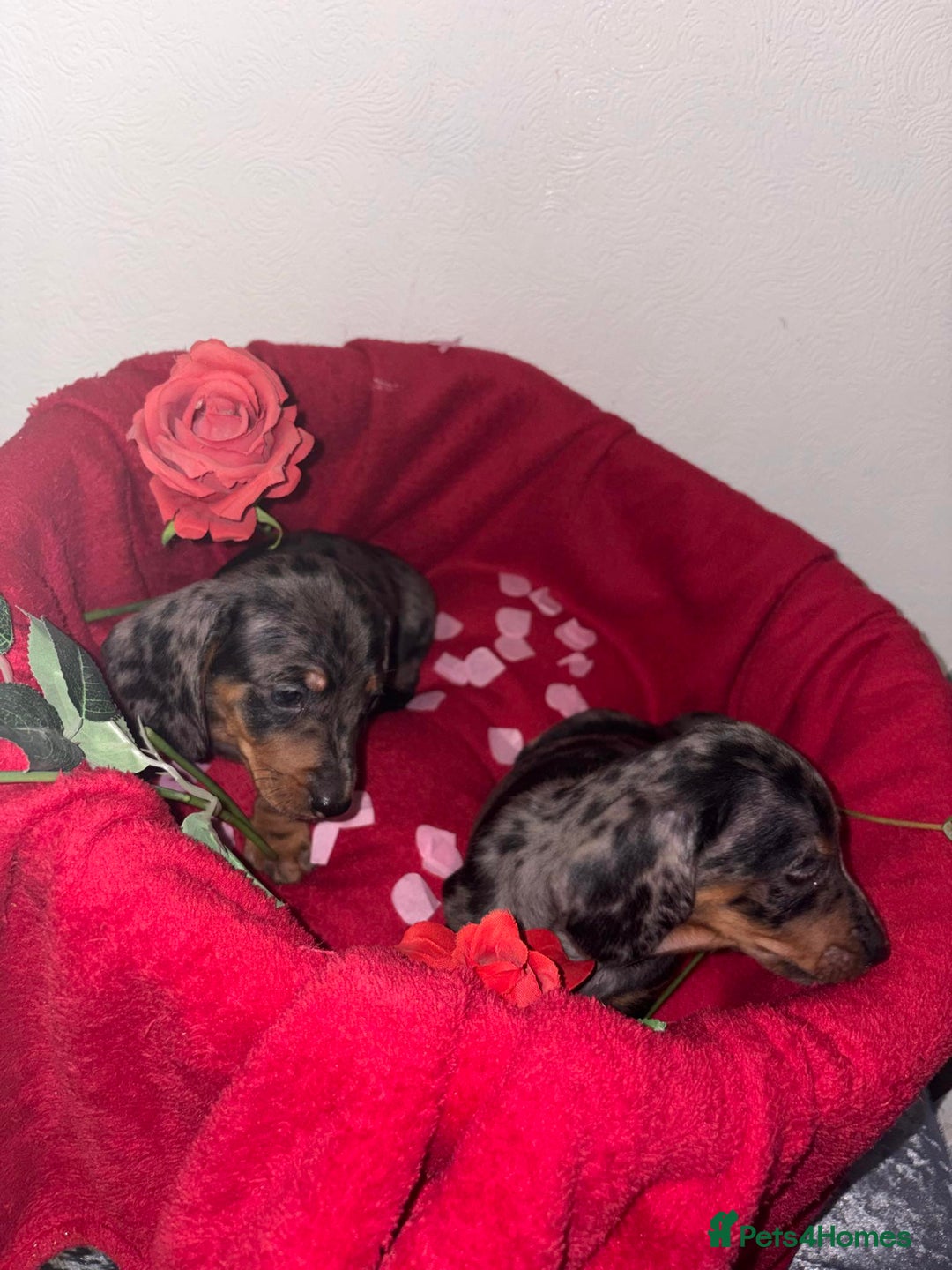 Dachshund dogs for sale: Beautiful dachshund puppy  - Advert 5
