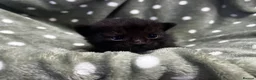 Persian cats for sale: Perfect Persian X Kittens - Advert 9