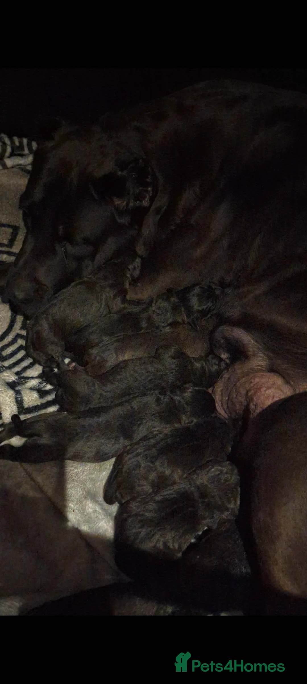 Presa Canario dogs for sale: STUNNING BLACK PRESA CANARIO PUPS  - Advert 9