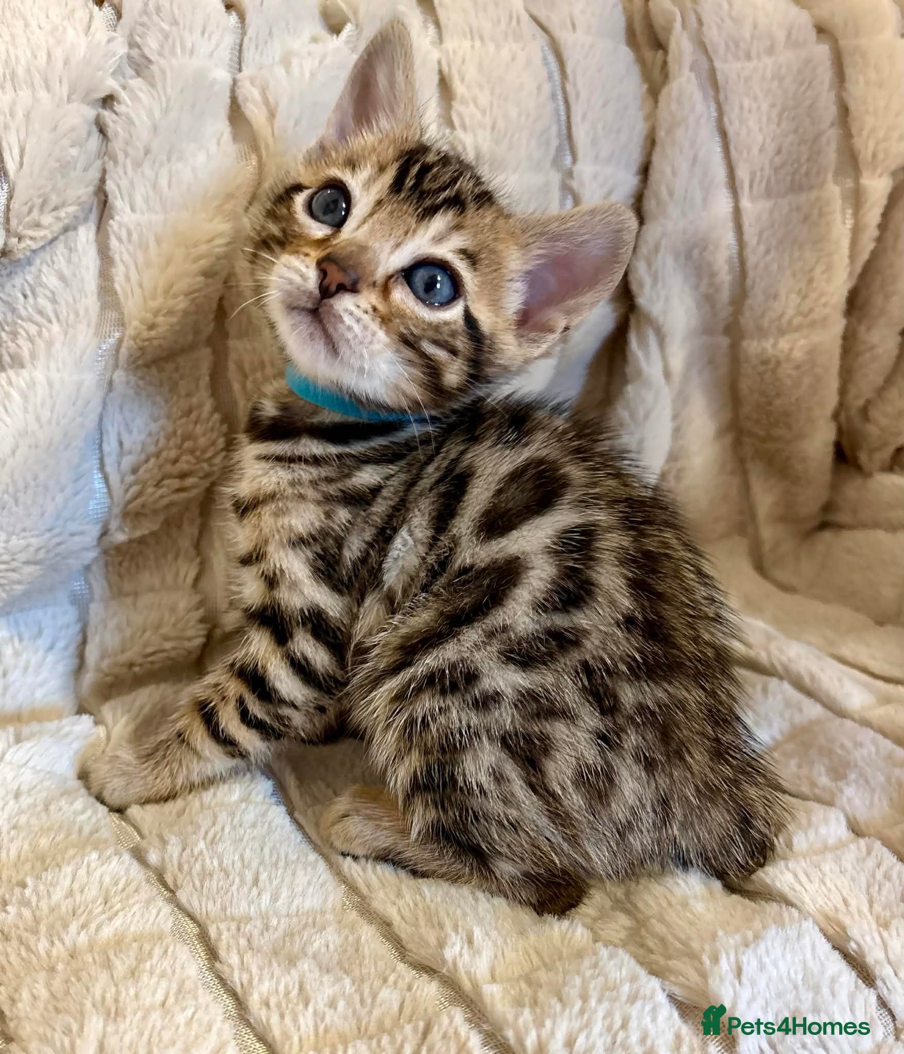 Bengal cats Beautiful Bengal Kittens for sale - Advert 1